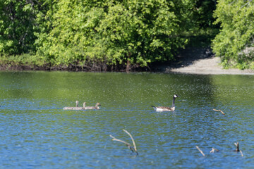 Goose and chicks swim across summer pond