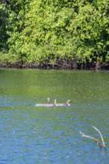 canadian goose swimming across pond with her chicks