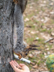 A squirrel in the spring or autumn eats nuts from a human hand. Eurasian red squirrel, Sciurus vulgaris