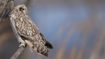쇠부엉이, 부엉이
