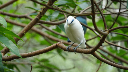Estorninho de Bali, pássaro totalmente branco com uma longa crista caída, ponta da cauda e asas...