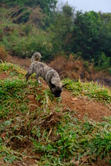 Rest day, camping tent see the beautiful nature