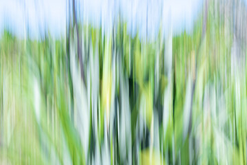 Motion blur impressionist New Zealand trees