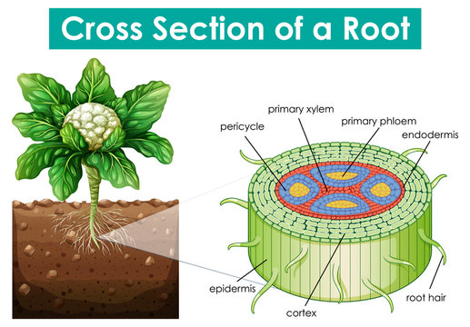 Diagram showing cross section of a root