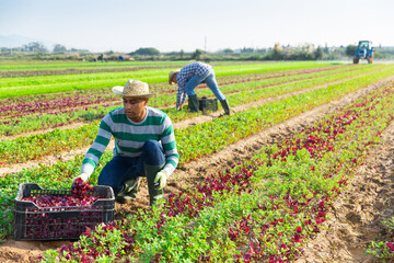 Focused male farm worker gathering harvest of organic red spinach