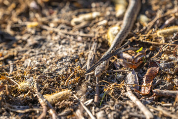 Young Pacific gopher snake (Pituophis catenifer catenifer) slithers on the ground.