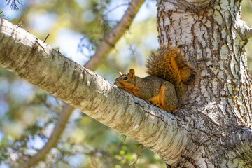 Eastern Fox Squirrel (Sciurus niger) resting on a branch.