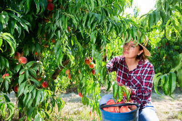 Successful young Hispanic female owner of orchard gathering harvest of ripe peaches in summertime