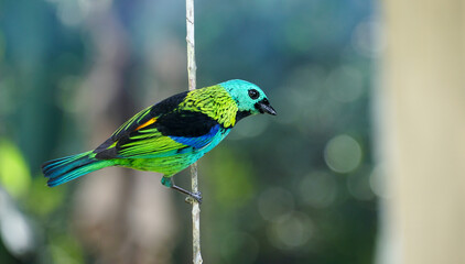 Saira-sete-cores, pássaro de pequeno porte que habita a mata atlântica