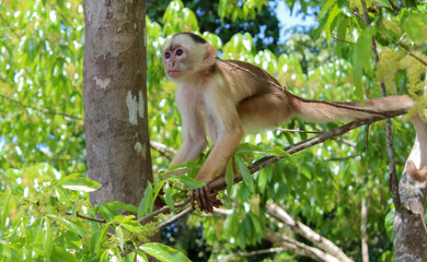 Macaco na floresta amazônica