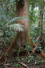 Troco do guapuruvu, maior árvore da mata atlântica, de crescimento muito rápido