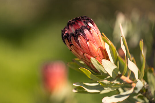 "Protea Neriifolia" Images – Browse 98 Stock Photos, Vectors, and Video