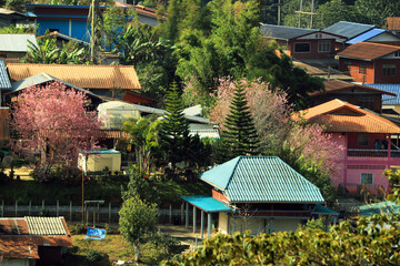 Obraz premium The pink sakura flower village on the mountain of Thailand.