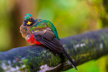 A juvenile male Masked trogon