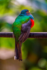 An adult male Masked trogon with his back to the camera