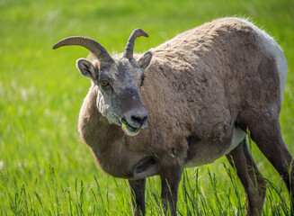 A bighorn sheep with small horns chews on green grass on a sunny day.