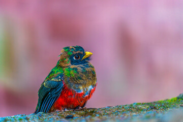 A juvenile male Masked trogon