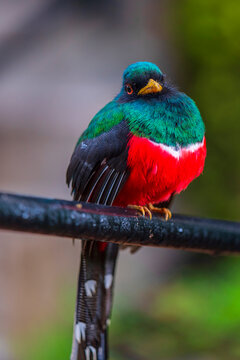 masked trogon