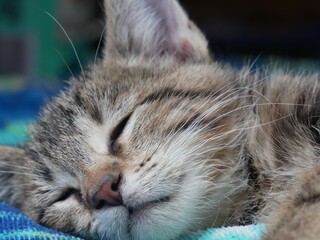 Fototapeta na wymiar close up of a kitten