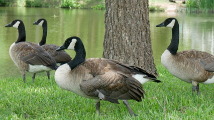 country goose family