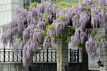 前田森林公園の藤棚