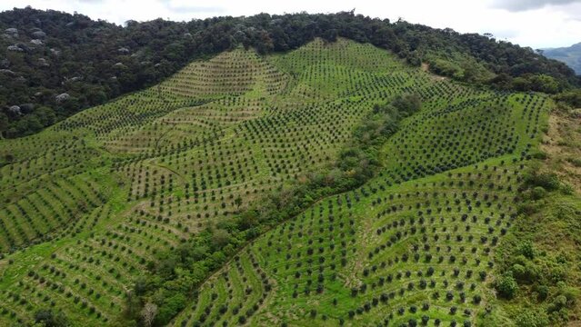 high fly over backward shot of an avocado plantation in a mountain