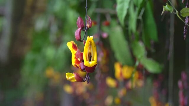 Close-up video of thunbergia  mysorensis with bee. Antigua Guatemala flowers