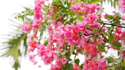 pink flowers in spring