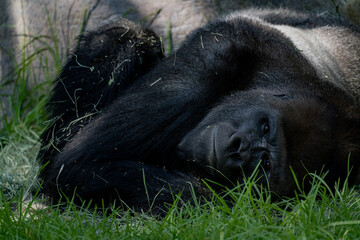 Lowland Gorilla looking at the camera