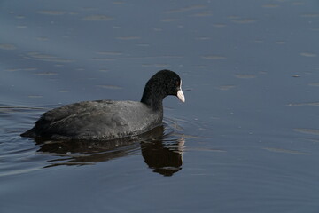 eurasian coot in the pond
