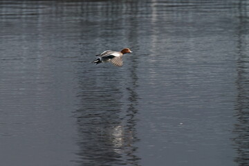 eurasian wigeon in the pond