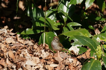 japanese bush warbler in the bush