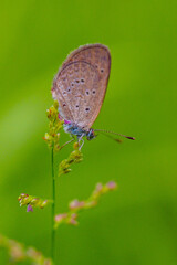Butterfly on Flower