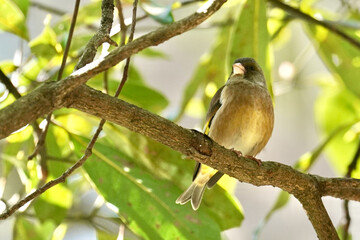 oriental green finch on the branch