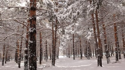 Beautiful winter landscape with snow covered trees, pine tree.
Snow falling from the trees.
Forest in the city of Erzurum in Turkey.
nature sounds (crow).
wildlife, wild nature, woods in mountains. - Powered by Adobe