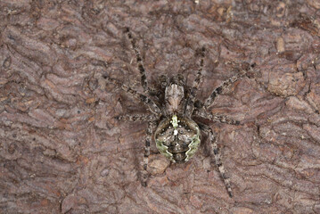 Orb-weaver, Gibbaranea omoeda on fir bark