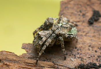 Orb-weaver, Gibbaranea omoeda on fir bark, macro photo