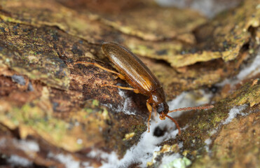 Darkling beetle, mycetophagus flavipes on aspen bark with fungi, macro photo