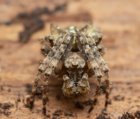 Orb-weaver, Gibbaranea omoeda on wood, macro photo