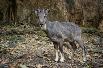 Long-tailed Goral  is resting in nature. - obrazy, fototapety, plakaty