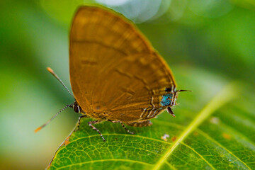 Fototapeta na wymiar Brown Butterfly on leaf