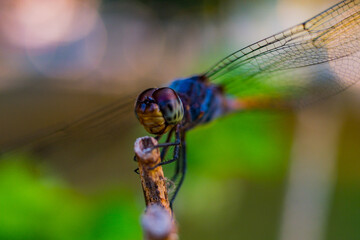 Dragonfly Insect