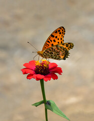 Closeup of an Indian fritillaries or Asian comma butterfly insects collecting honey from the common zinnia flowers.