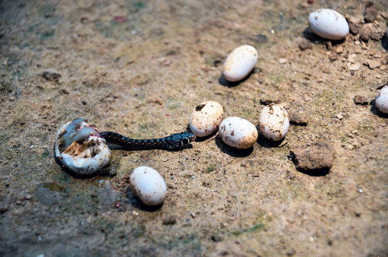 Closeup of poisonous black snake breeding from the snake egg. Snake eggs laid on the ground. Coluber constrictor anthicus snake or buttermilk racer serpent hatching from the egg