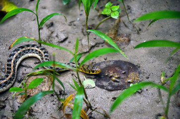 Closeup of buff striped keelback snake, a nonaggressive snake searching for food. Natricinae, related to water snake or grass snake crawling on the muddy nature.