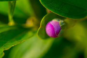 flower in the garden