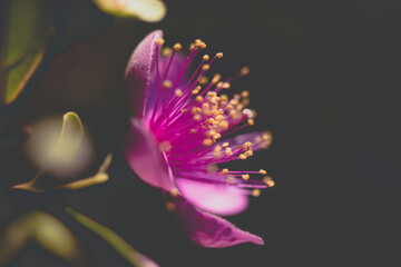 flower in the garden