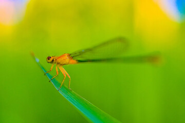 dragonfly on a leaf