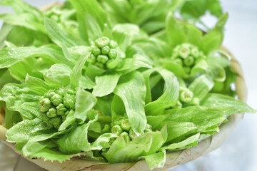 春を感じる食材、フキノトウ