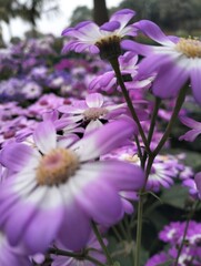 Obraz premium flowers in the garden